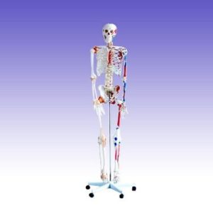 RS0211 Life Skeleton