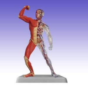 RS0212 Muscle Body Model