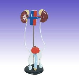 RS0217 Male Urinary System Model
