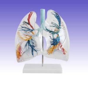 RS0218 Model of the Transparent Lung Segment