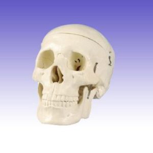 RS0221 Life Size Skull