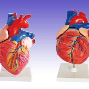 RS0223 Human Heart