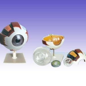 RS0225 Eye Model