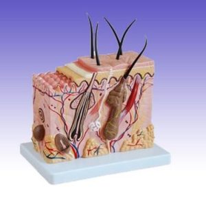 RS0227 Skin Block Model