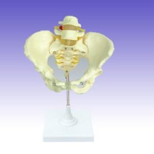 RS0229 Human Female Pelvis Section