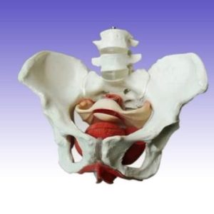 RS232 Female inner organs in Perlvis Model